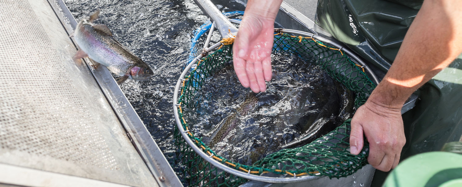 aquaculture